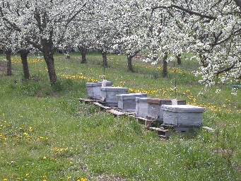 trnsumance, location, ruche,ruches, gite, apiculture, dordogne