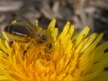L'apiculture en Dordogne,